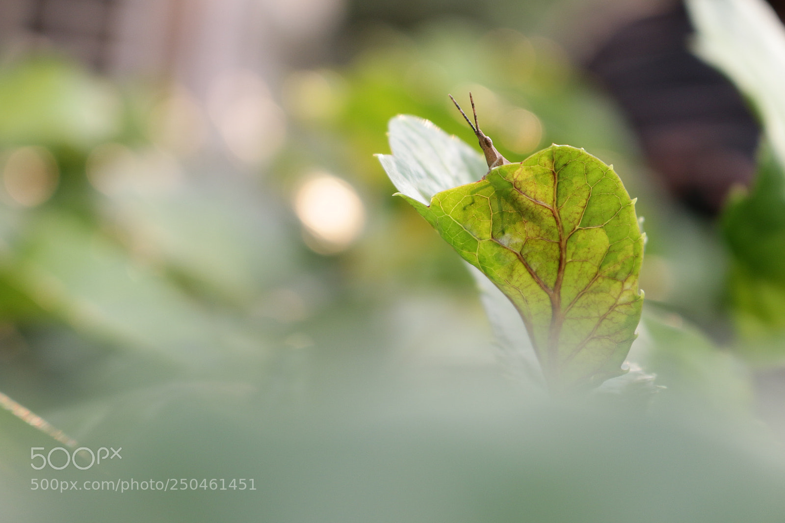 Canon EOS 70D sample photo. Grasshopper photography