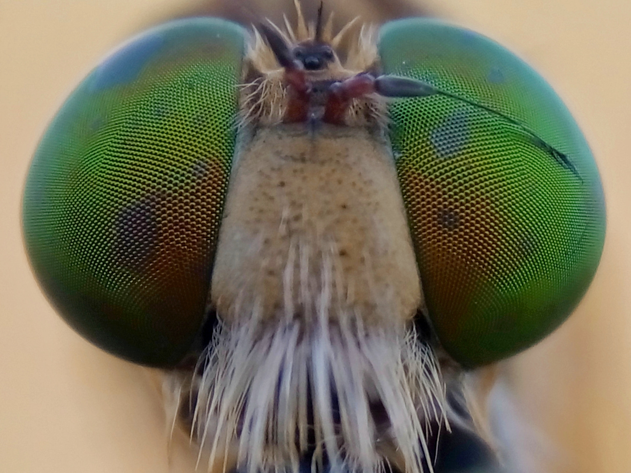 Meizu m2 sample photo. Robber fly photography