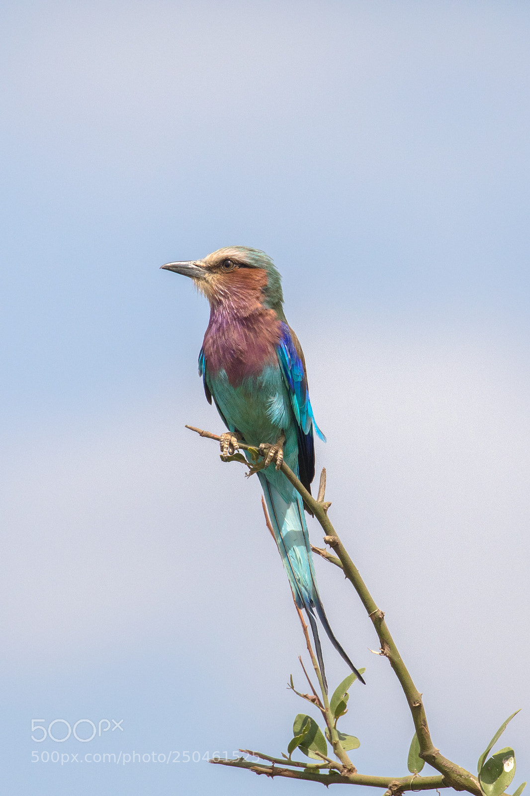Canon EOS 5D Mark IV sample photo. Lilac-breasted roller photography