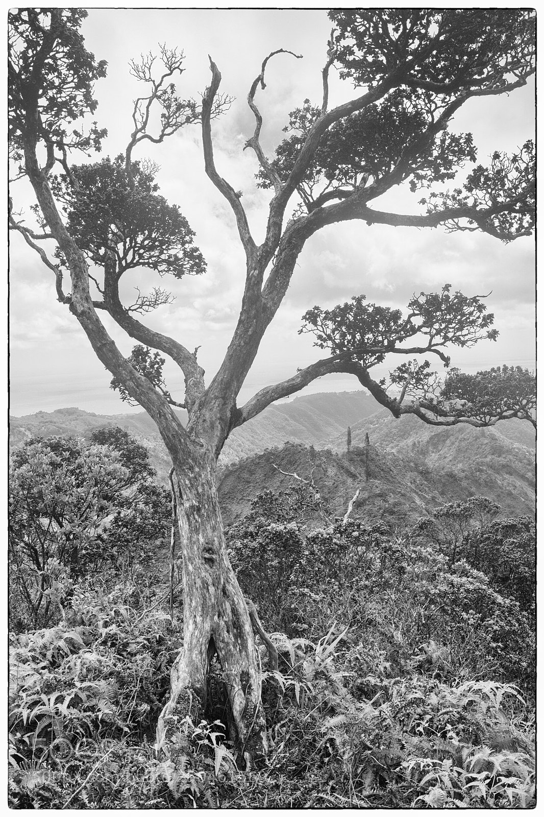 Sony ILCA-77M2 sample photo. Tree on lanipo trail photography