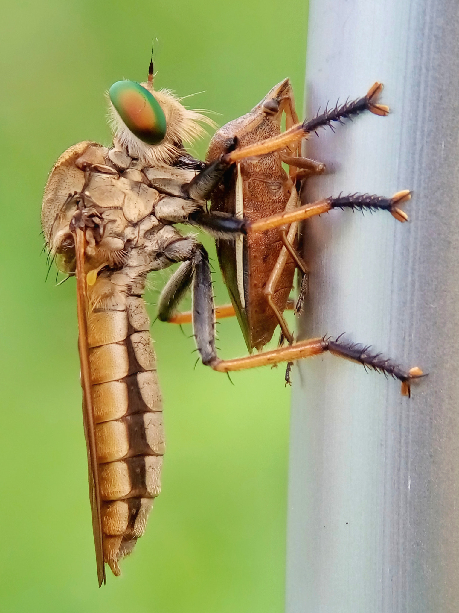 Meizu m2 sample photo. Robber fly photography