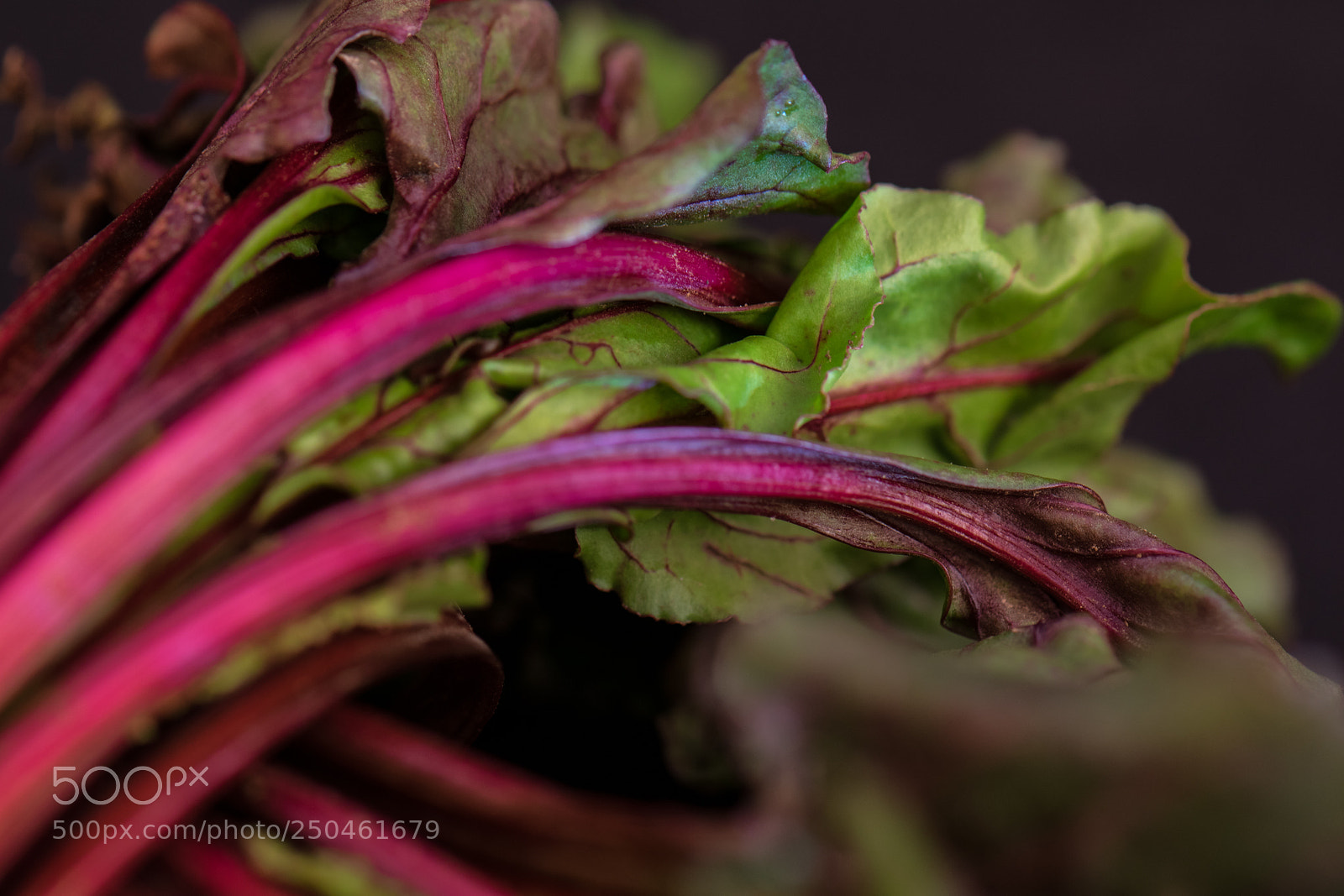 Nikon D5300 sample photo. The beet grows on photography