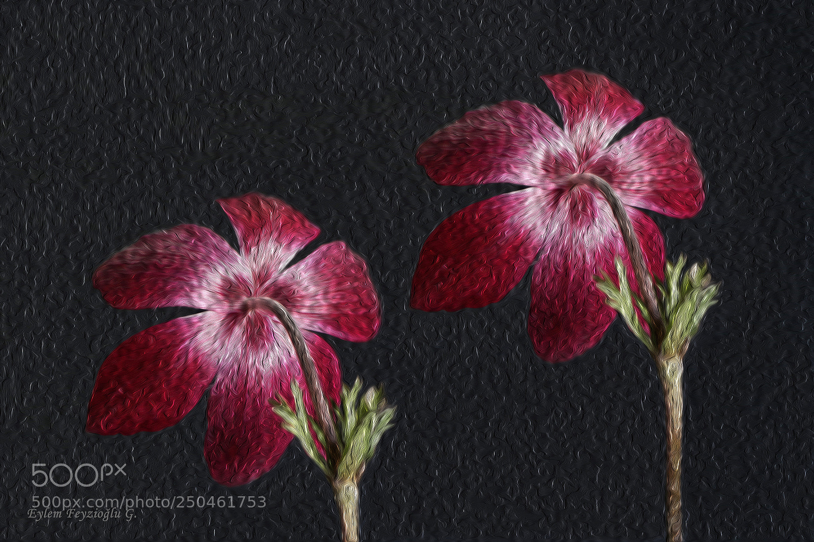 Samsung NX2000 sample photo. Red anemone photography