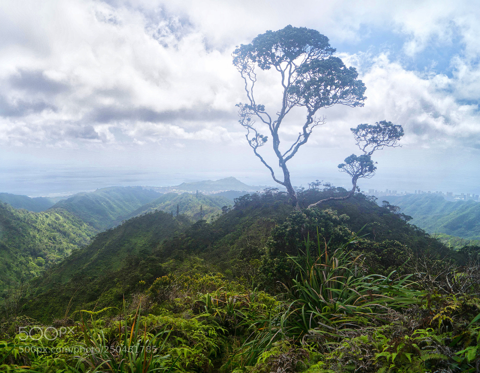 Sony ILCA-77M2 sample photo. Trees on lanipo trail 2 photography