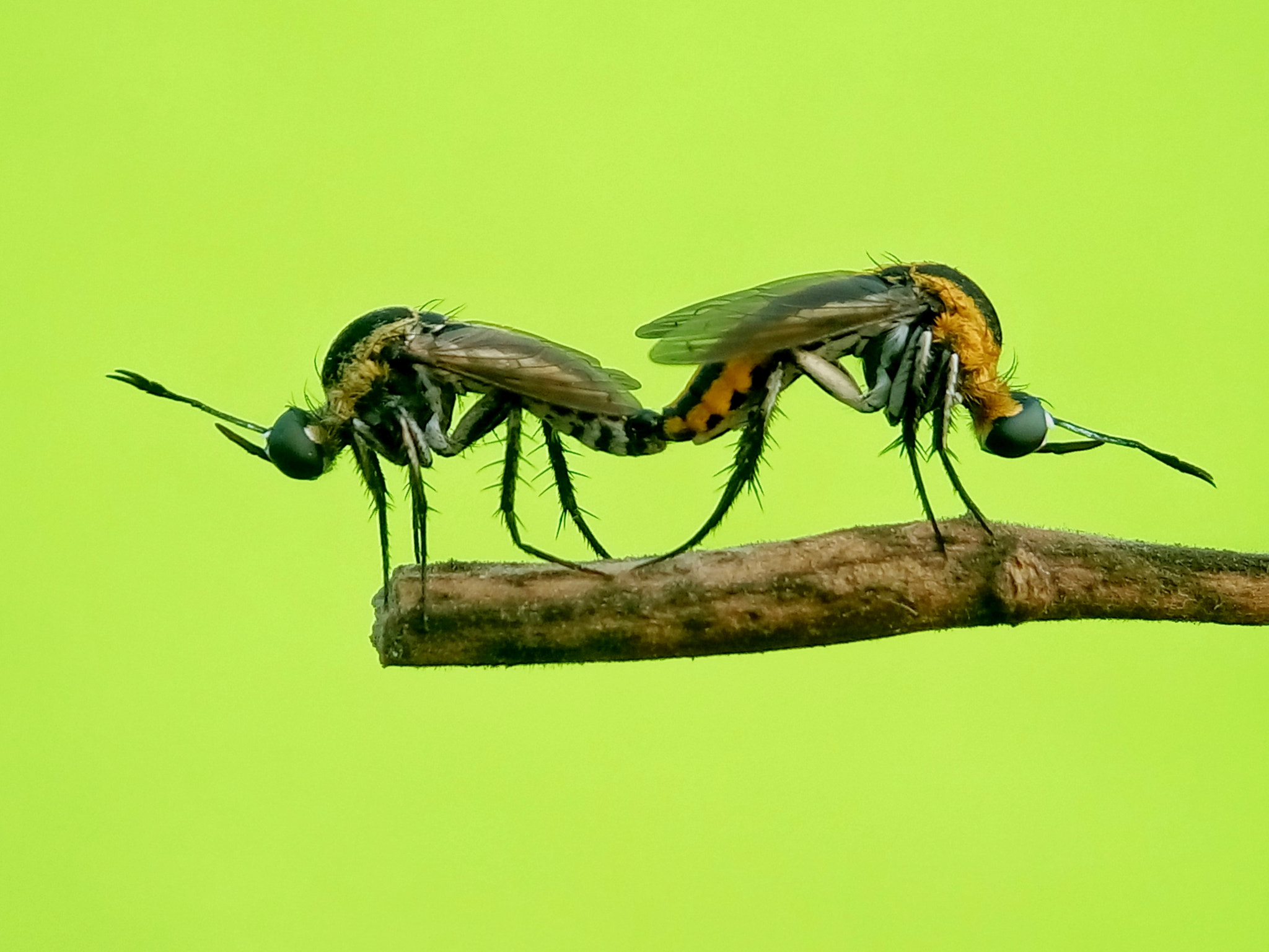 Meizu m2 sample photo. Toxophora amphitea photography