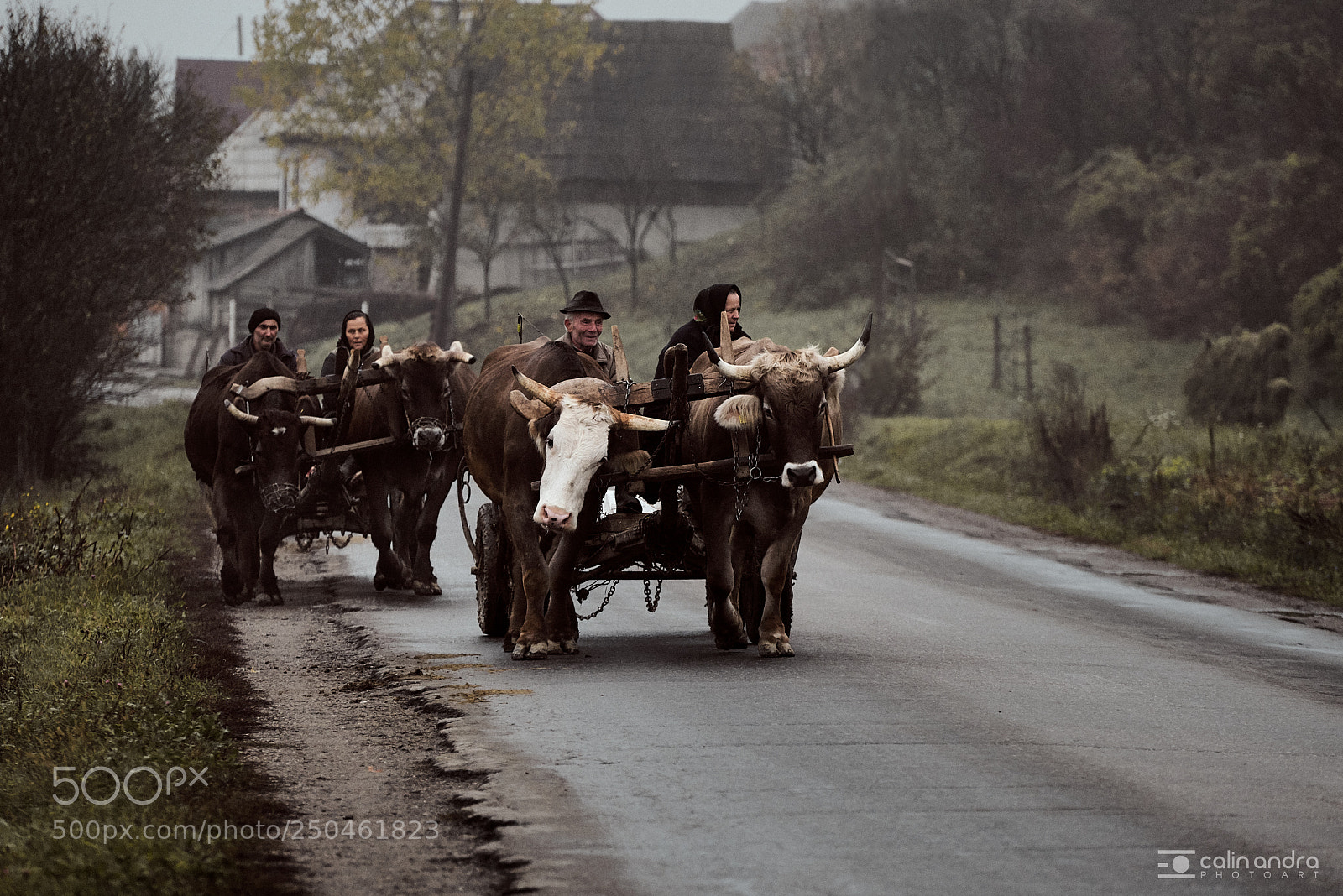 Nikon D600 sample photo. Carriage with buffaloes photography