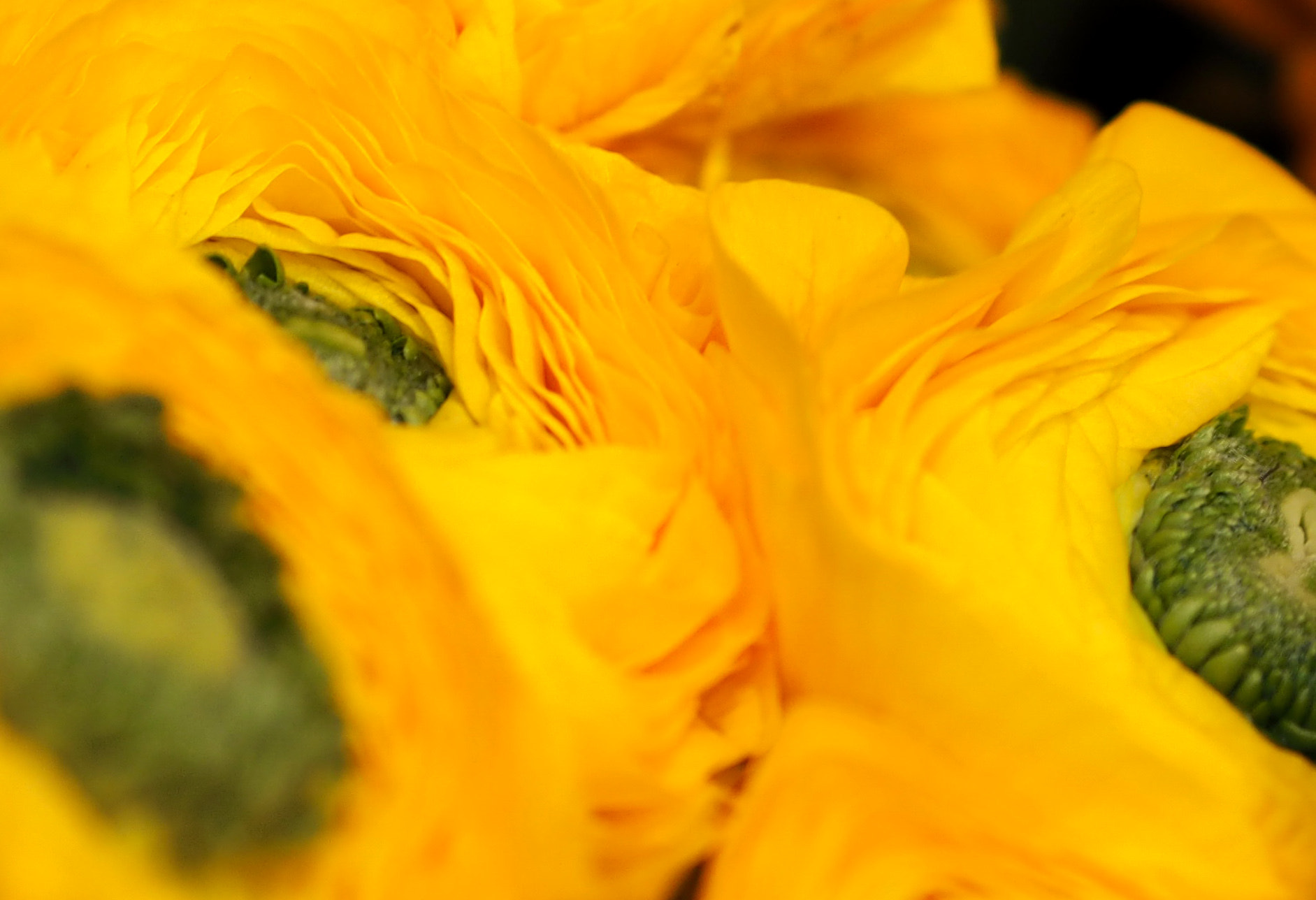 Olympus PEN E-PL8 sample photo. Shine photography