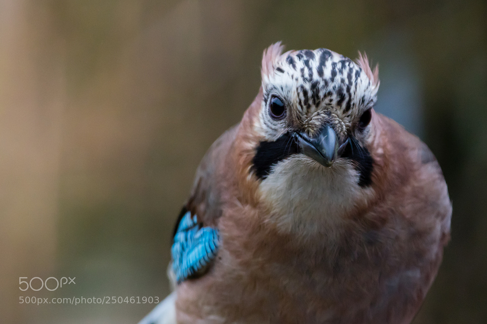 Pentax K-3 sample photo. Eurasian jay photography