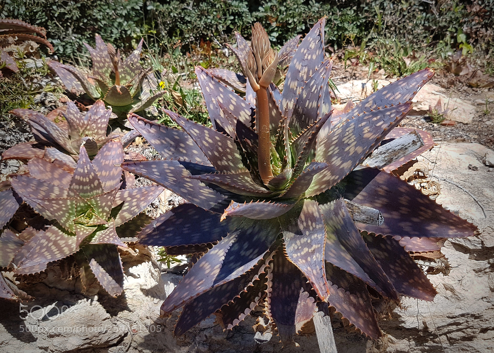 Samsung Galaxy S7 Edge sample photo. Fierce photography