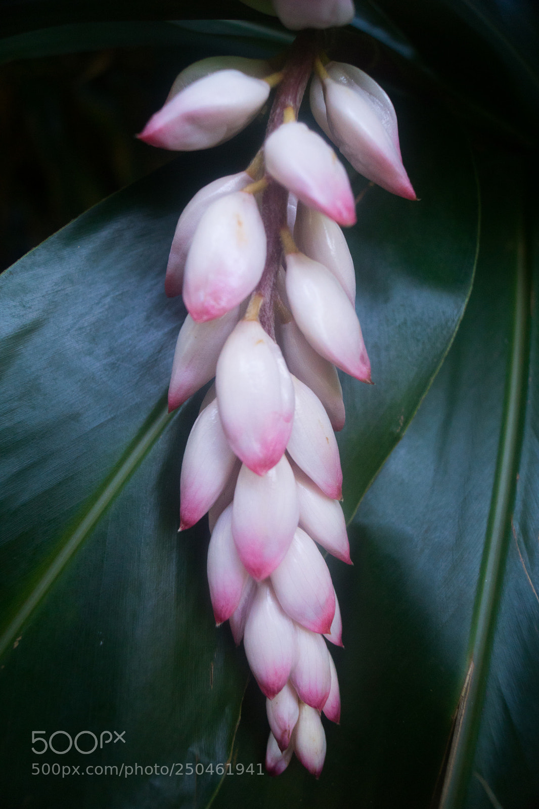 Sony ILCA-77M2 sample photo. Manoa falls trail photography