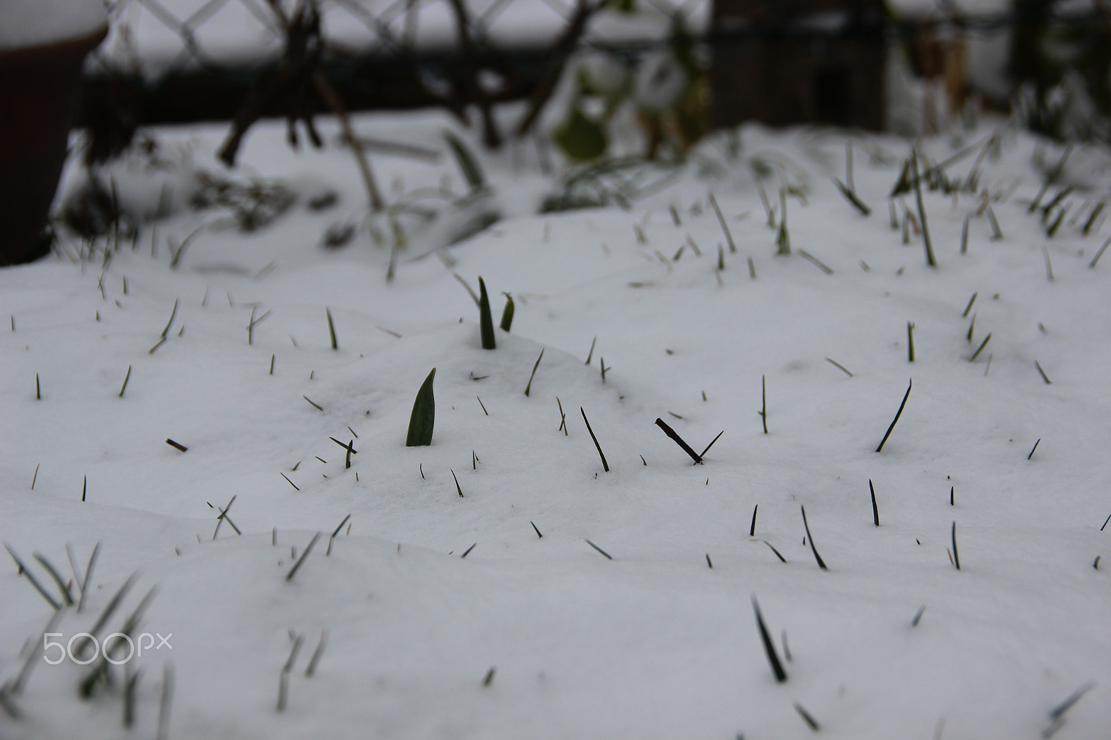 Canon EOS 600D (Rebel EOS T3i / EOS Kiss X5) sample photo. Verschneite wiese. photography