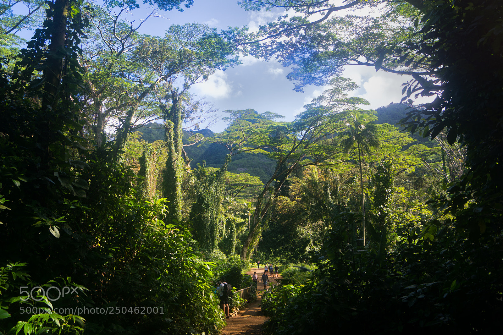 Sony ILCA-77M2 sample photo. Manoa falls trail 3 photography