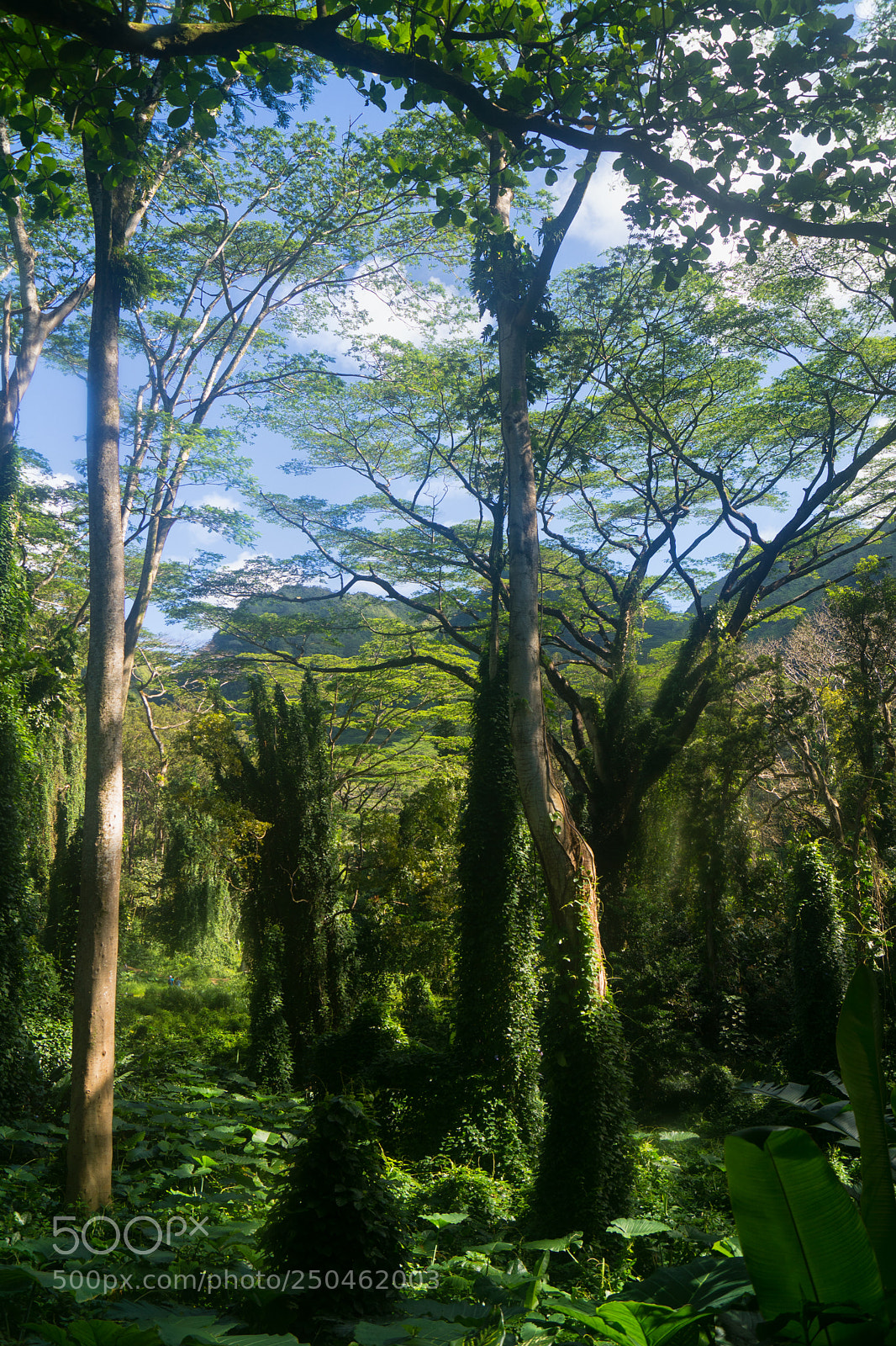 Sony ILCA-77M2 sample photo. Manoa falls trail 2 photography