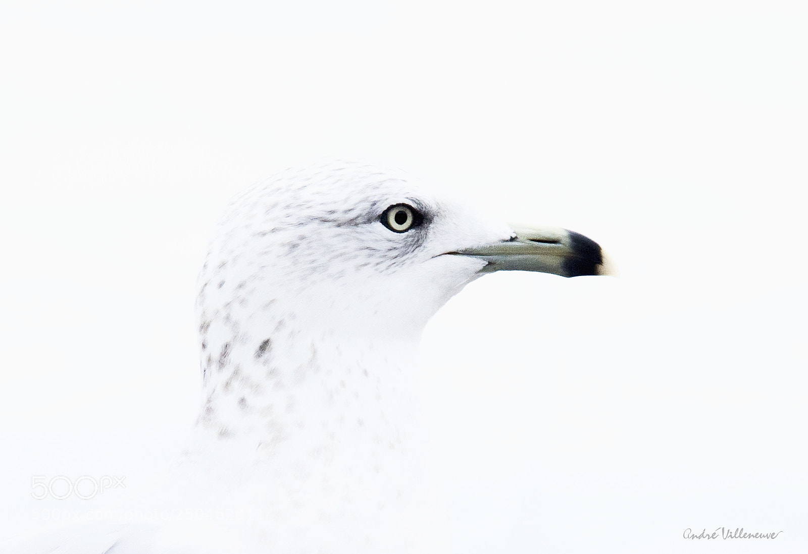 Canon EOS 5D Mark II sample photo. Ring billed gull photography