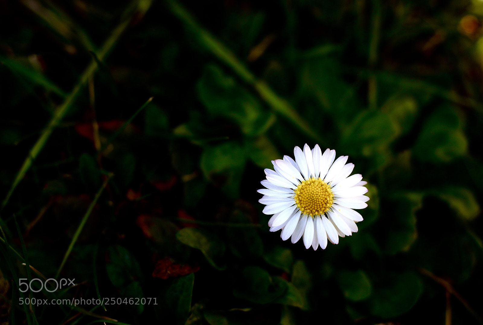 Canon EOS 100D (EOS Rebel SL1 / EOS Kiss X7) sample photo. The queen of the photography