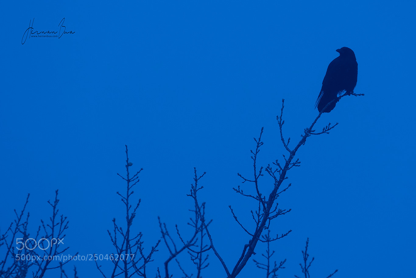 Nikon D500 sample photo. Raven in blue photography