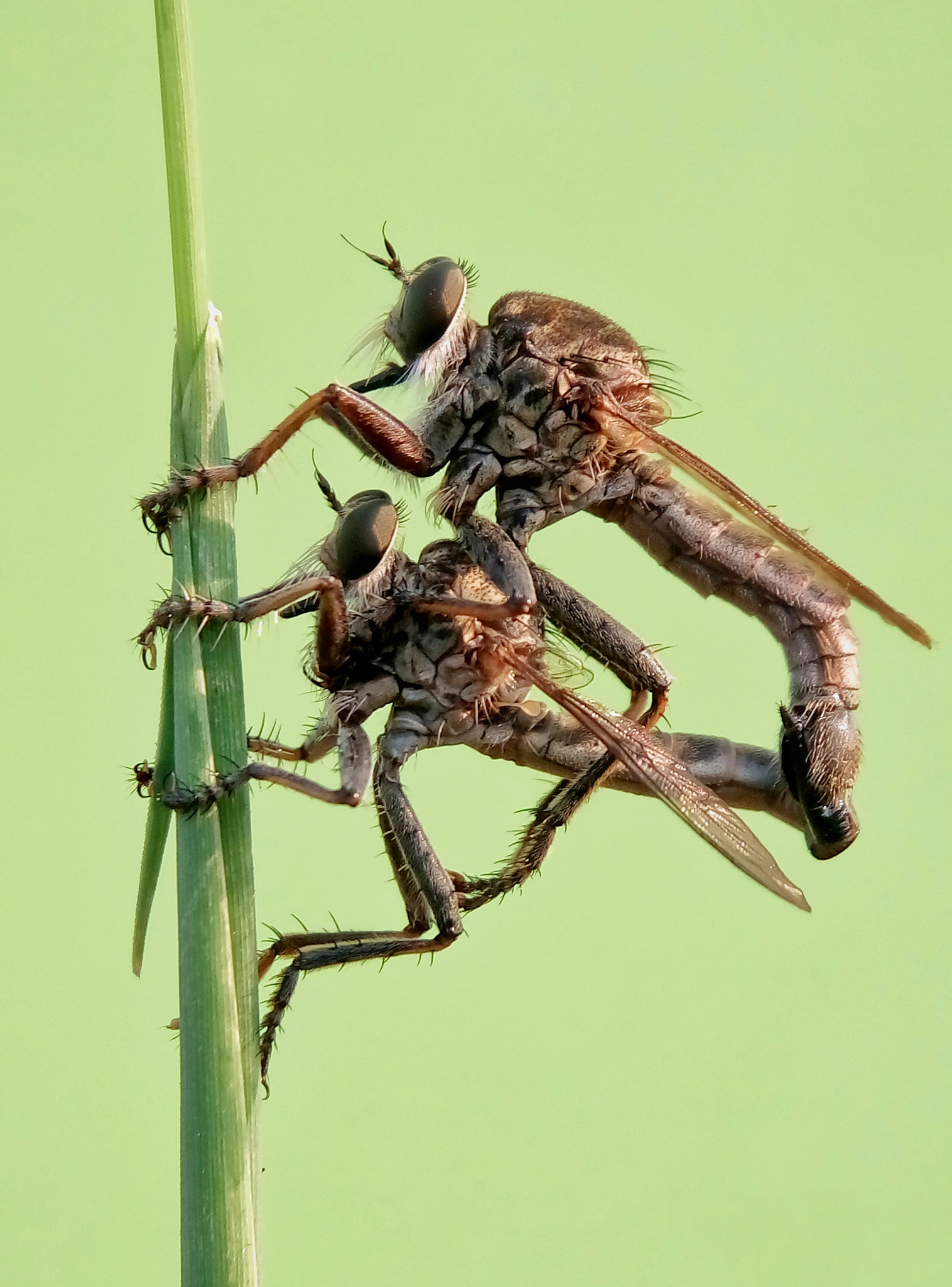 Meizu m2 sample photo. Robber fly photography