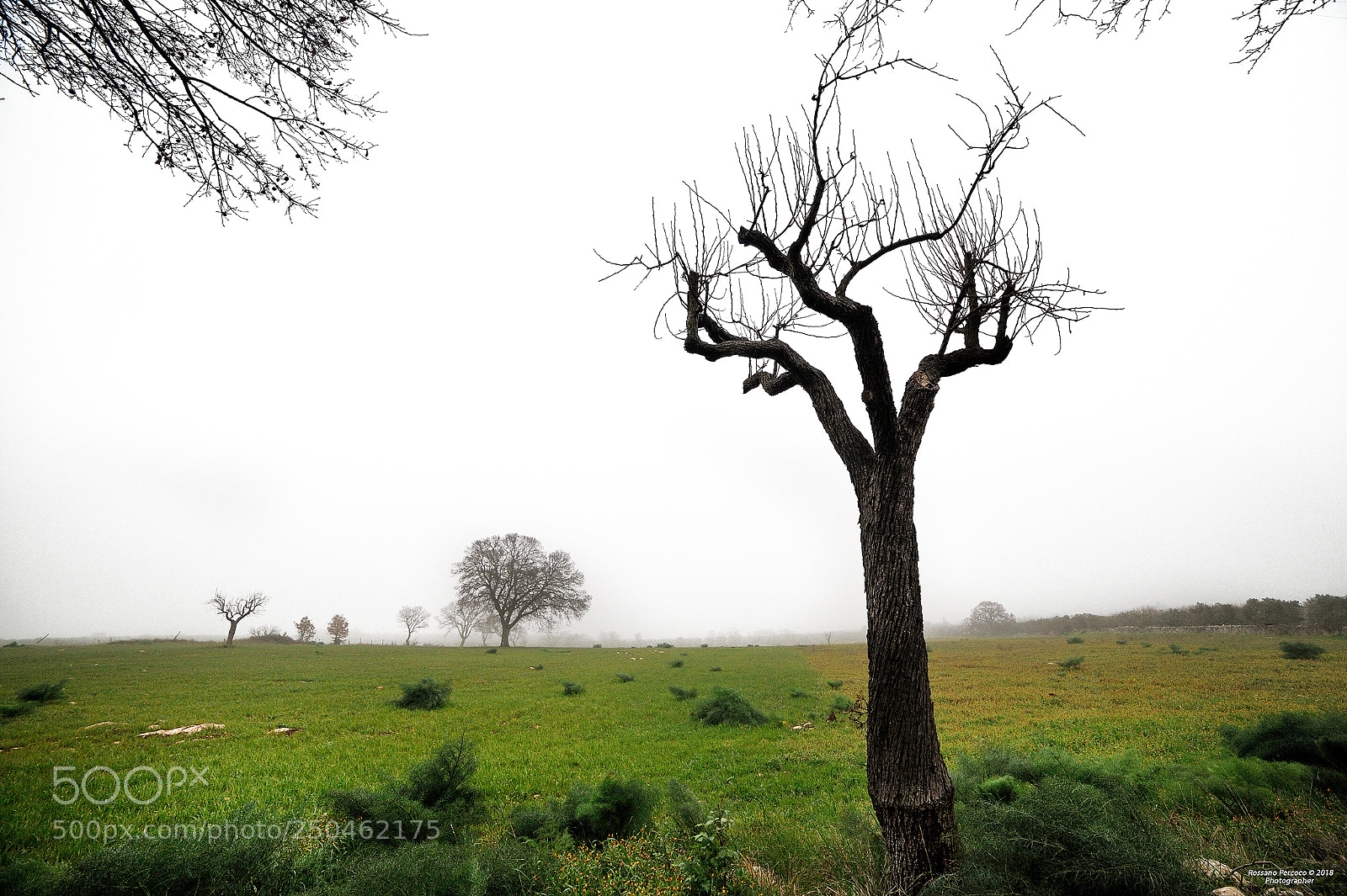 Nikon D700 sample photo. La nebbia e i photography