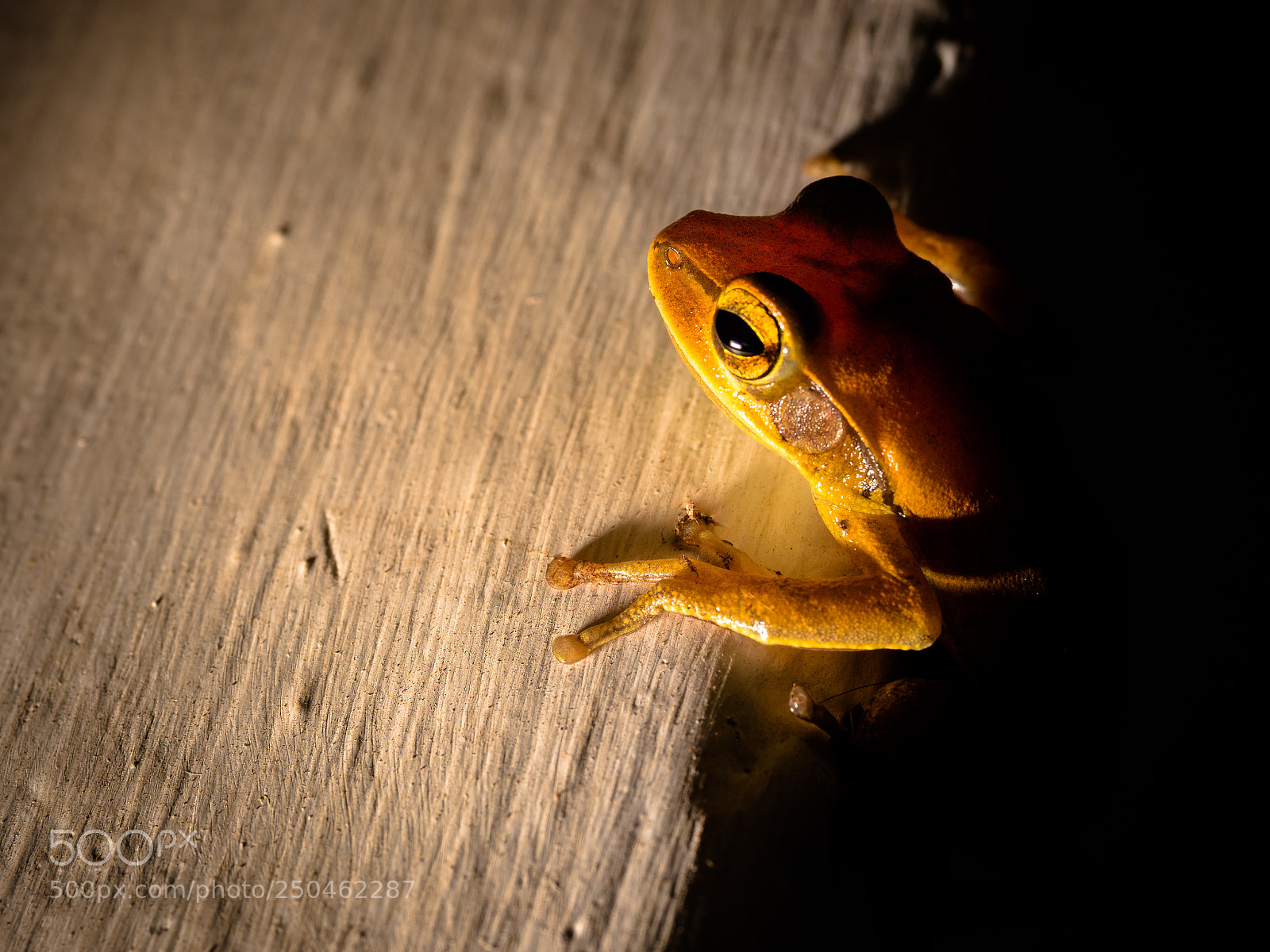 Panasonic Lumix DC-G9 sample photo. Frog photography
