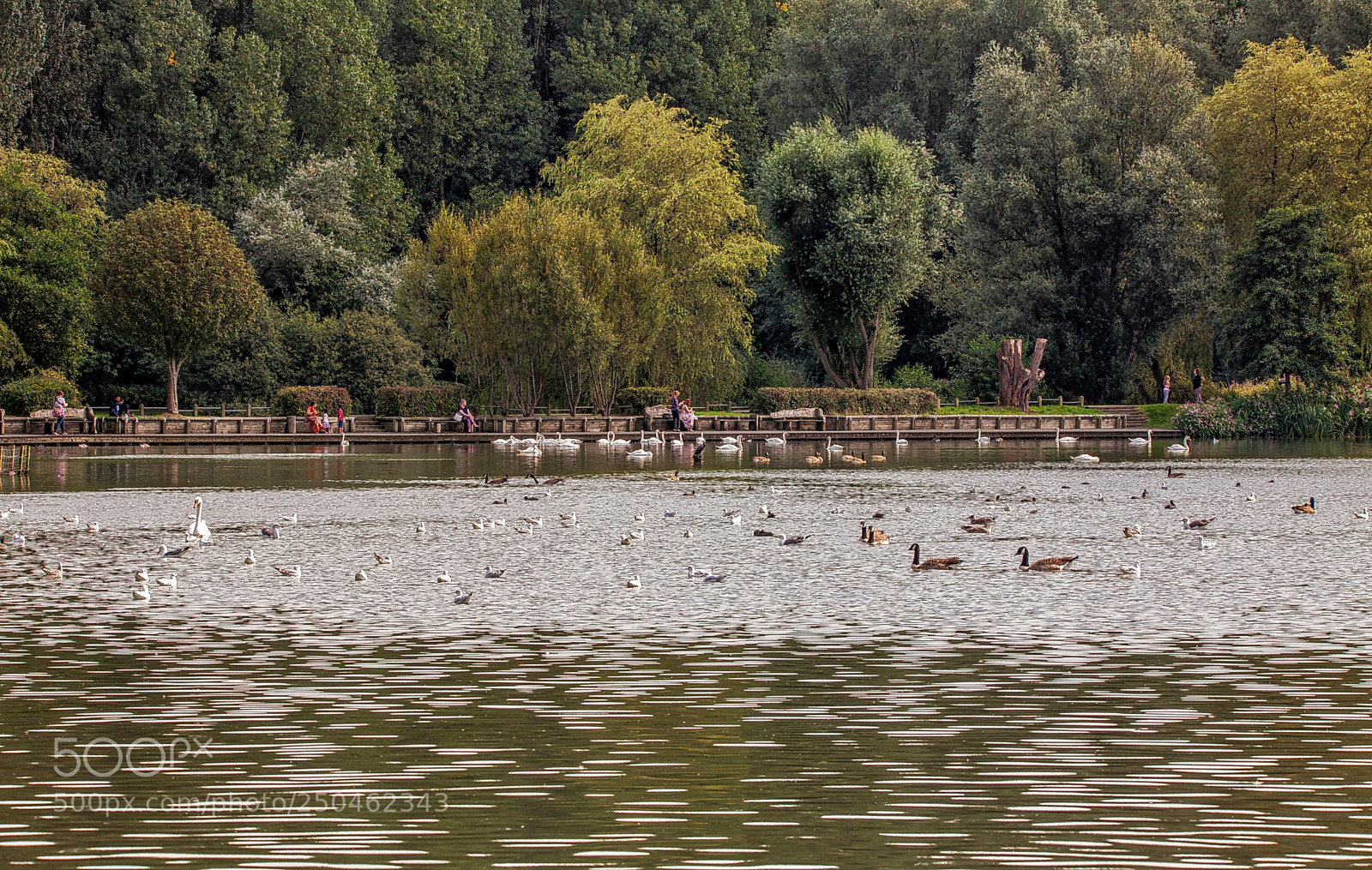 Canon EOS 5D Mark II sample photo. Wild bird navy photography