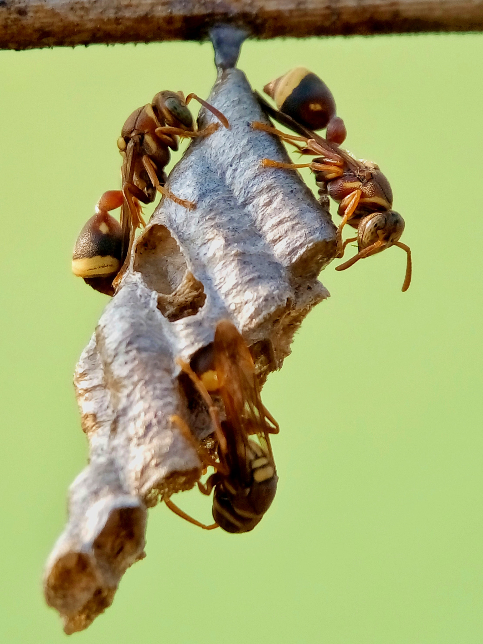 Meizu m2 sample photo. Paper wasp photography