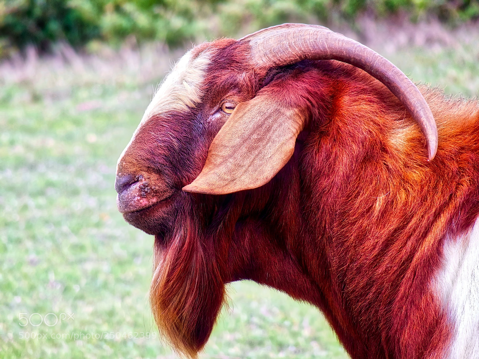 Olympus STYLUS1,1s sample photo. Prince of his herd photography