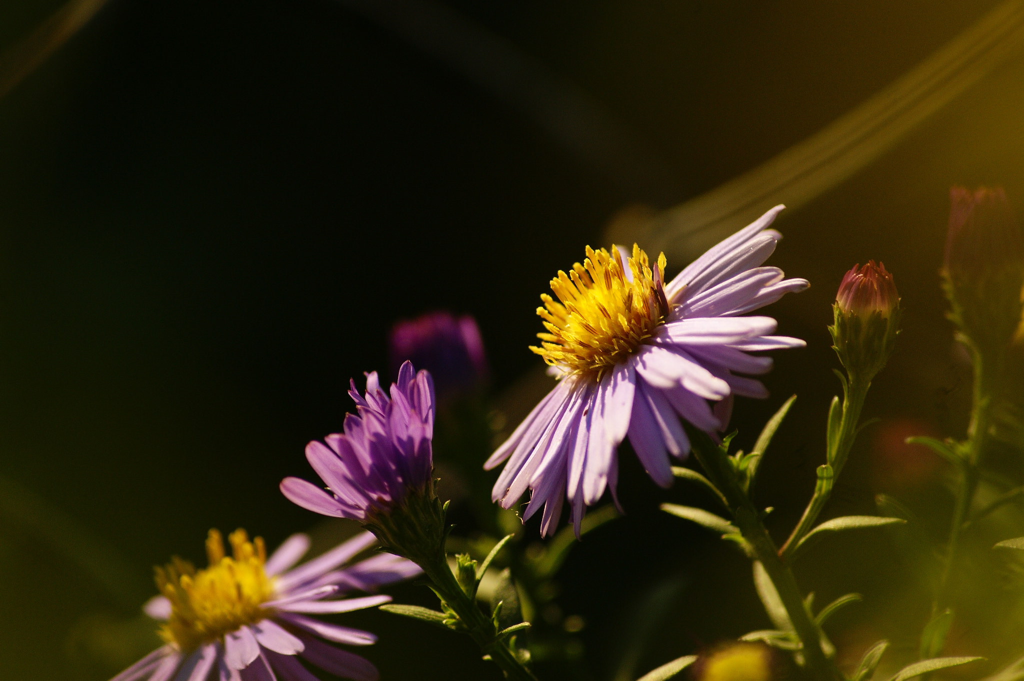 Sony Alpha DSLR-A290 + Sony DT 55-200mm F4-5.6 SAM sample photo. Flower photography