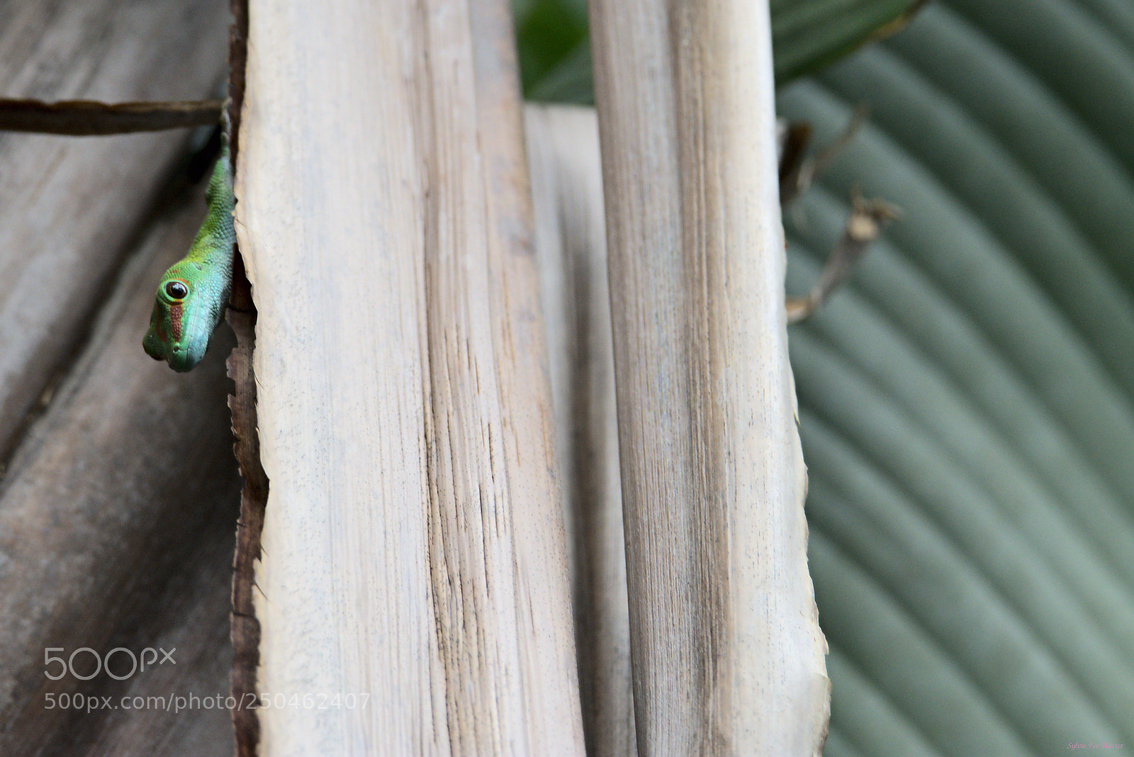 Nikon D7200 sample photo. Yoo-hoo photography