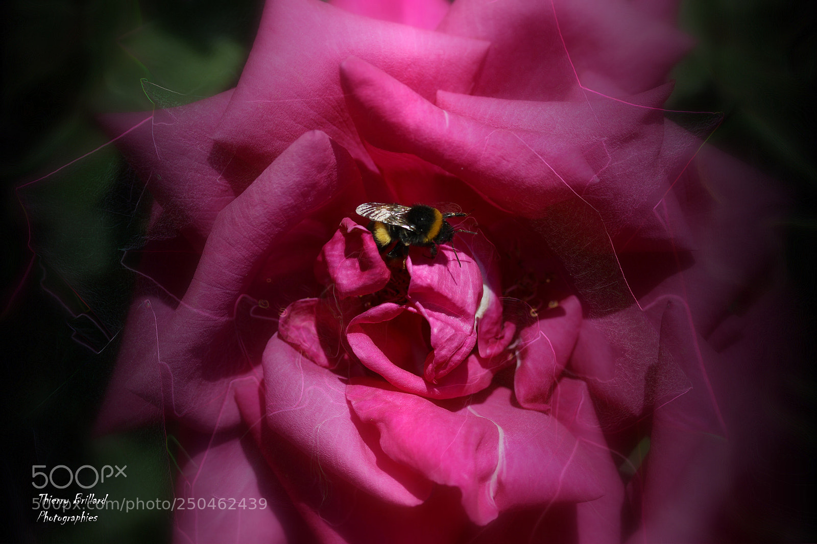 Canon EOS 600D (Rebel EOS T3i / EOS Kiss X5) sample photo. Rose et bourdon photography