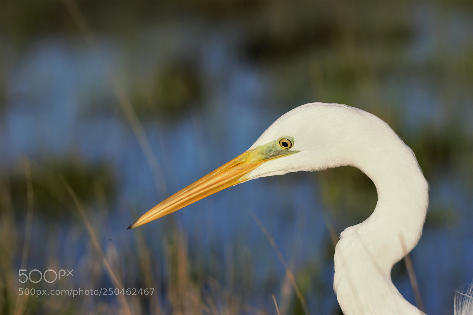 Nikon D3300 sample photo. Heron portrait photography