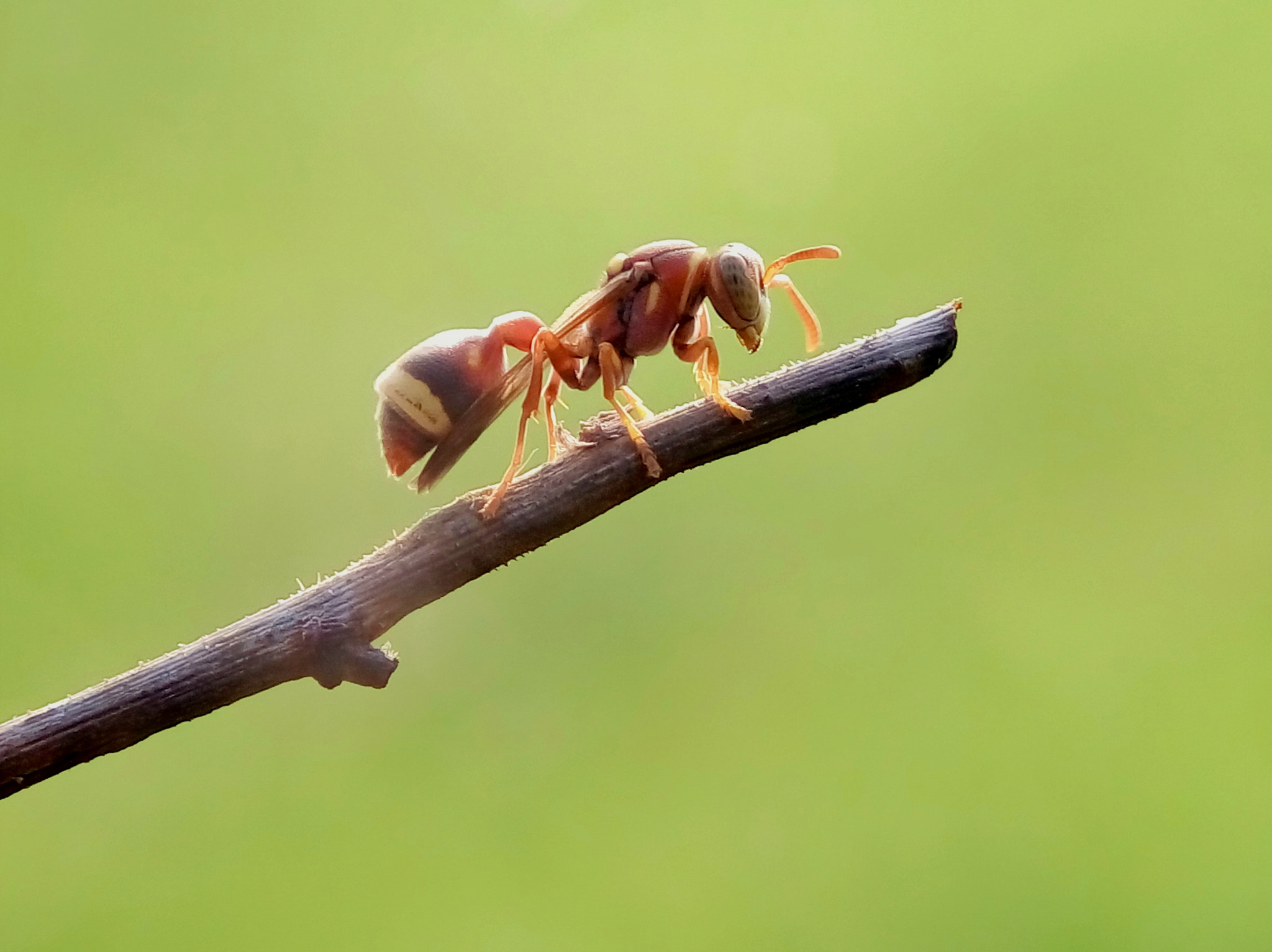 Meizu m2 sample photo. Paper wasp photography