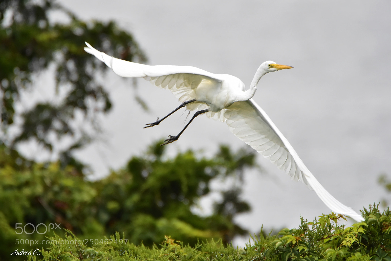 Nikon D7200 sample photo. Leap of faith photography