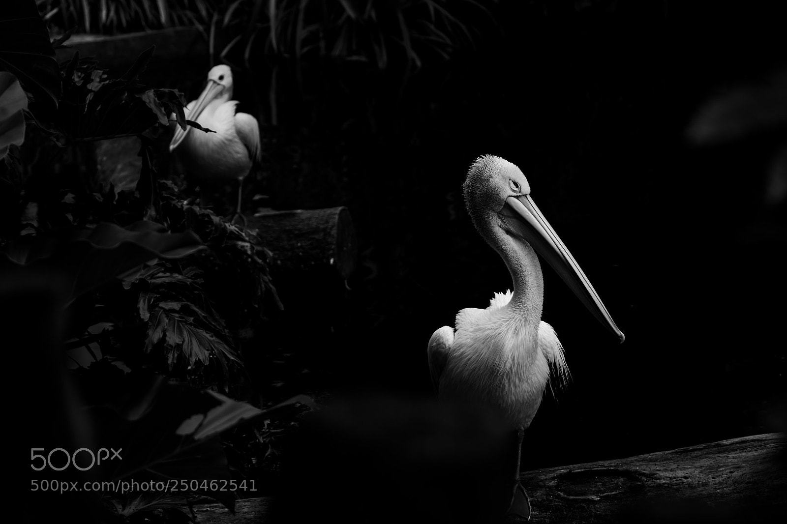 Canon EOS 60D sample photo. Animal street photography