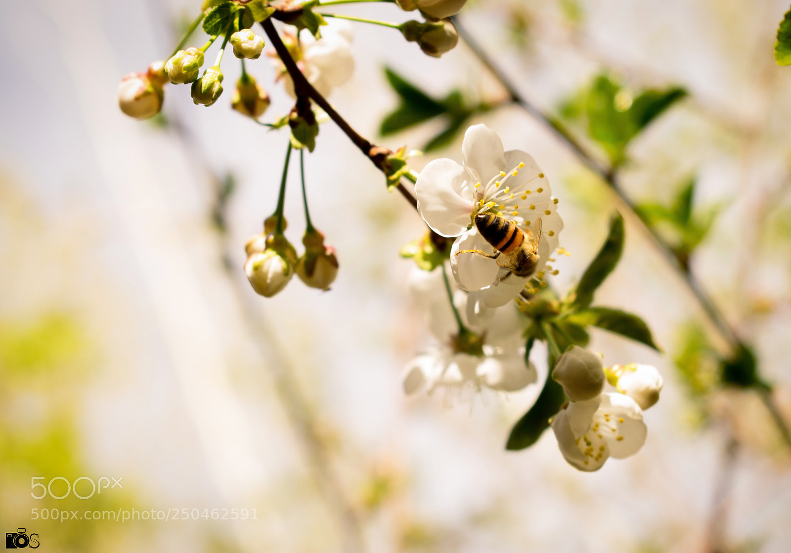 Nikon D5300 sample photo. Spring in iran photography