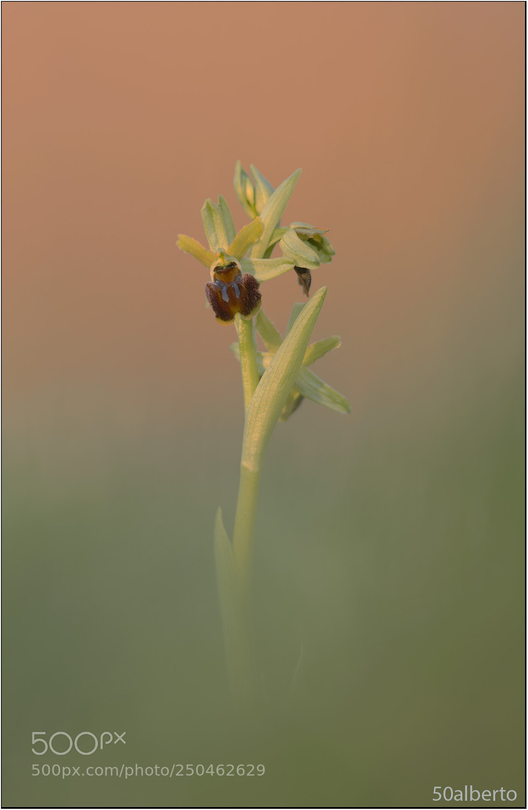 Nikon D610 sample photo. Ophrys sphegodes photography