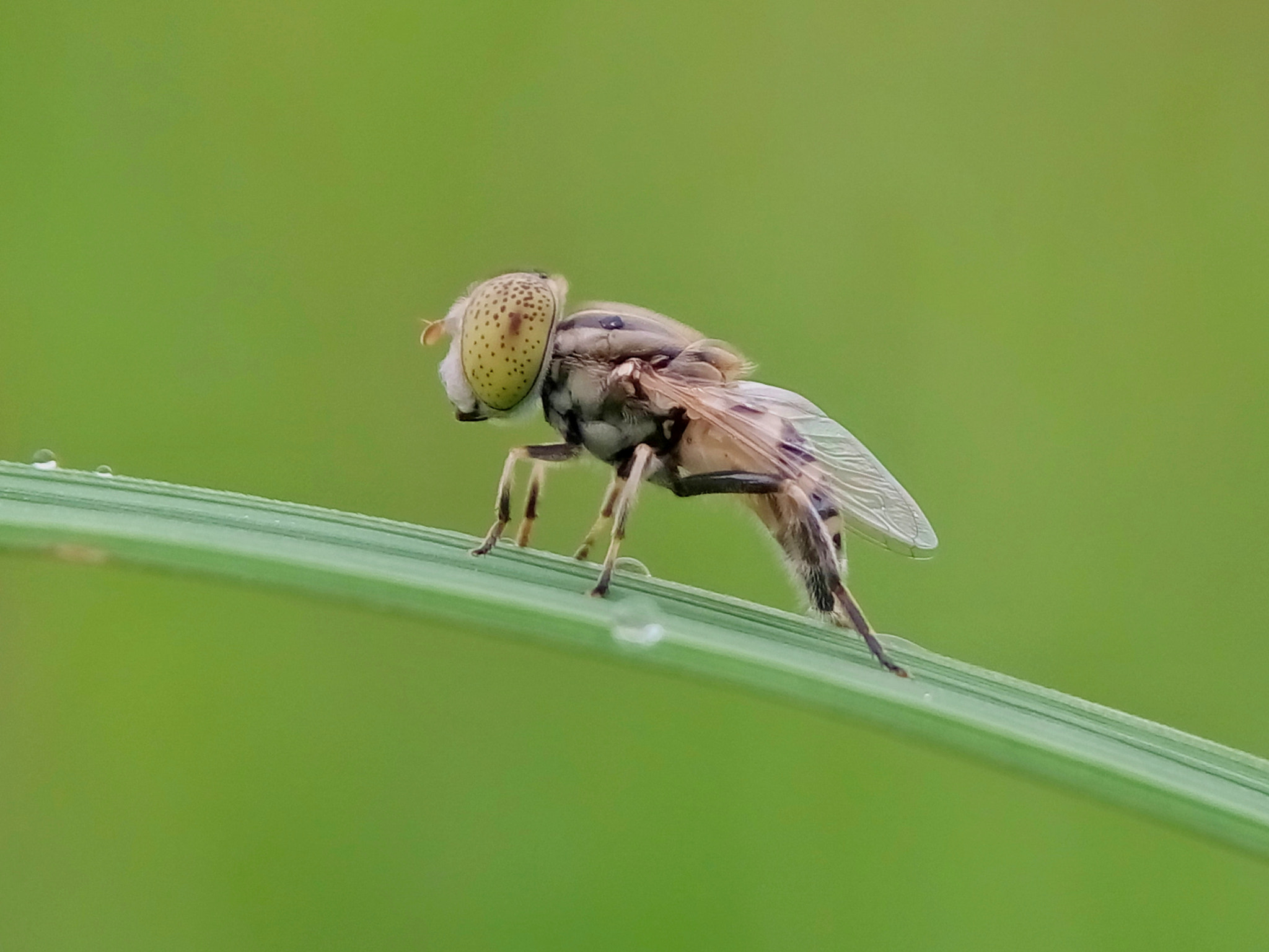Meizu m2 sample photo. Hoverfly photography