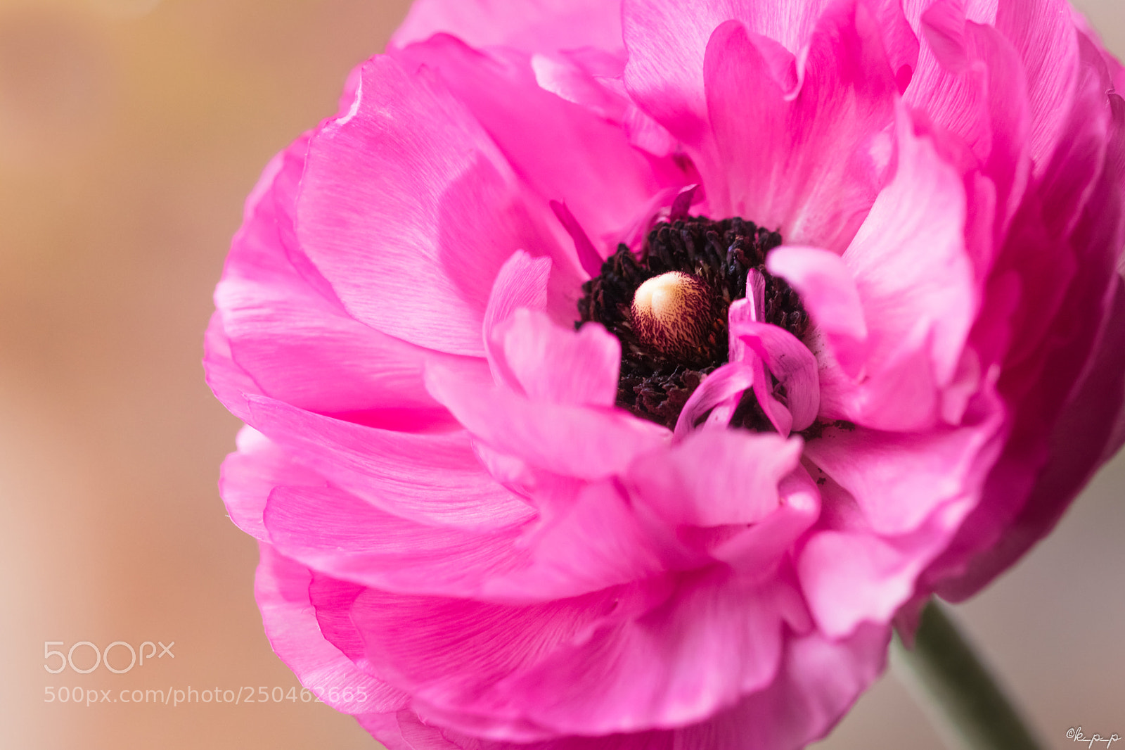 Canon EOS 80D sample photo. Persian buttercup photography