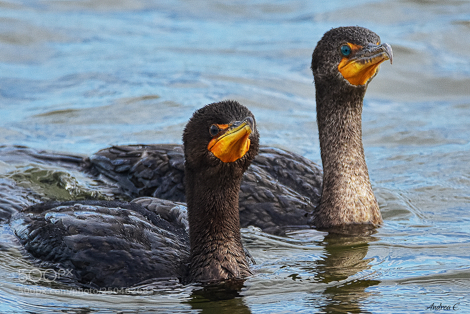 Nikon D7200 sample photo. Curious cormorants photography