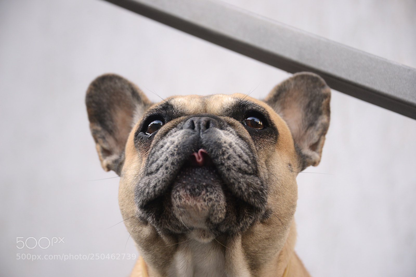 Nikon D800 sample photo. French bulldog photography