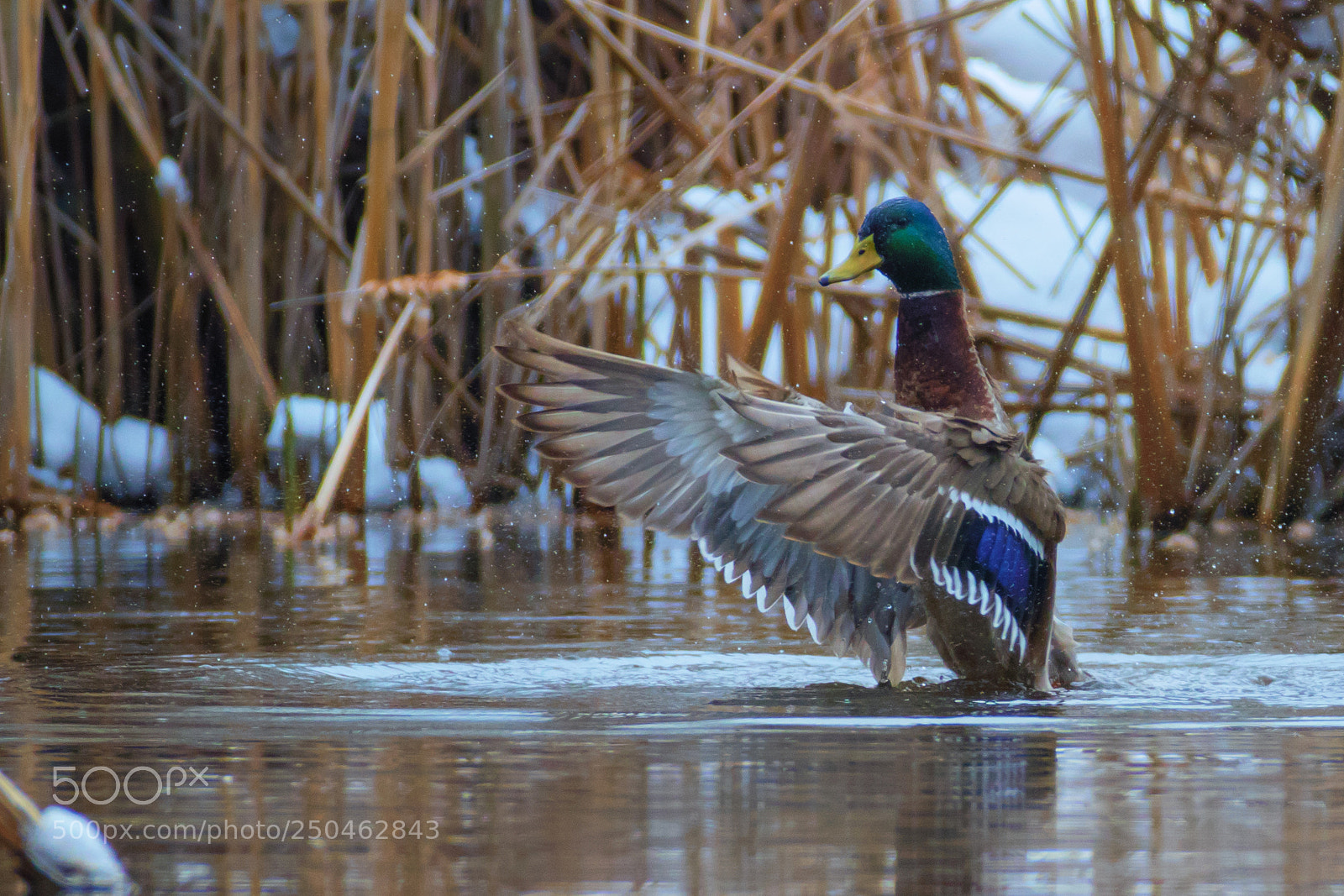 Canon EOS 7D Mark II sample photo. Green-headed duck - mallard photography