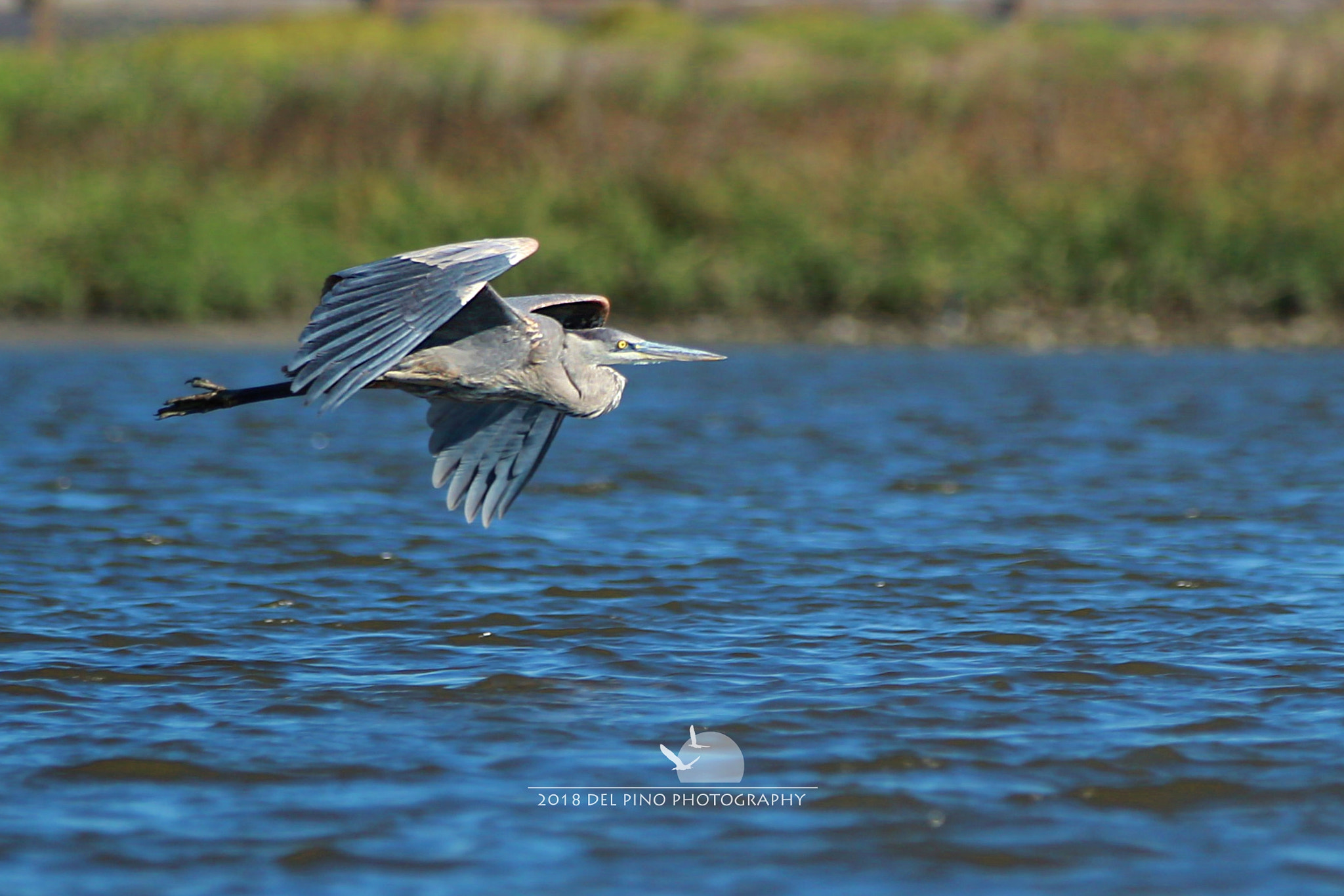 Canon EOS 1300D (EOS Rebel T6 / EOS Kiss X80) sample photo. Heron flight by photography