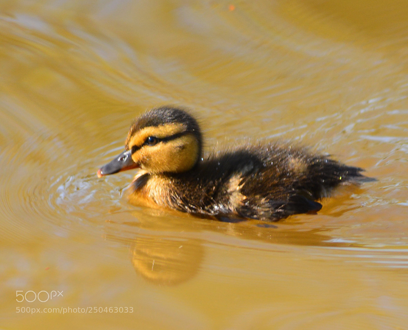 Nikon D5200 sample photo. Duckling on the canal photography