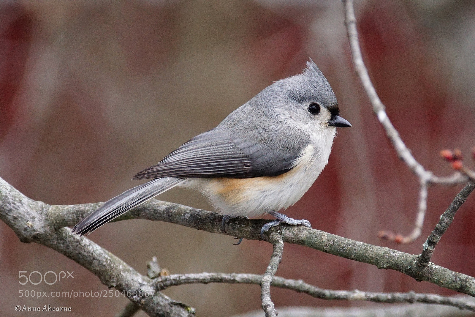 Sony ILCA-77M2 sample photo. Tufted titmouse photography