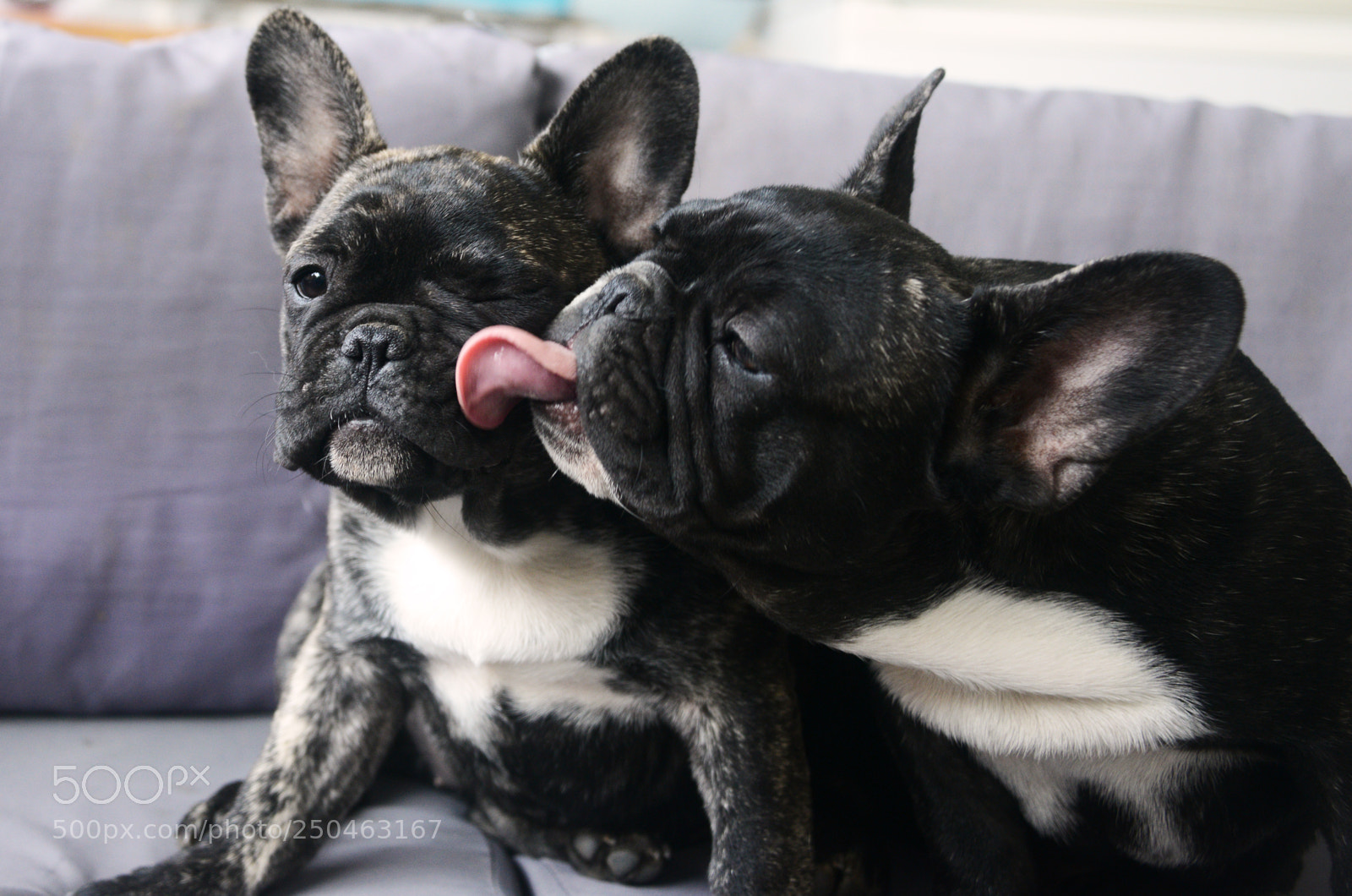 Nikon D800 sample photo. Siblings photography