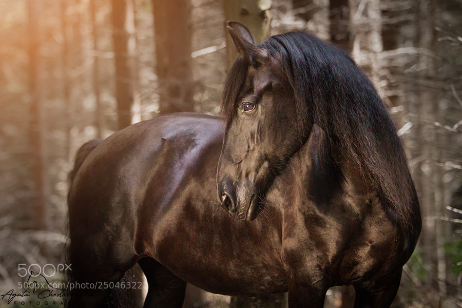 Canon EOS 7D sample photo. Breszka photography