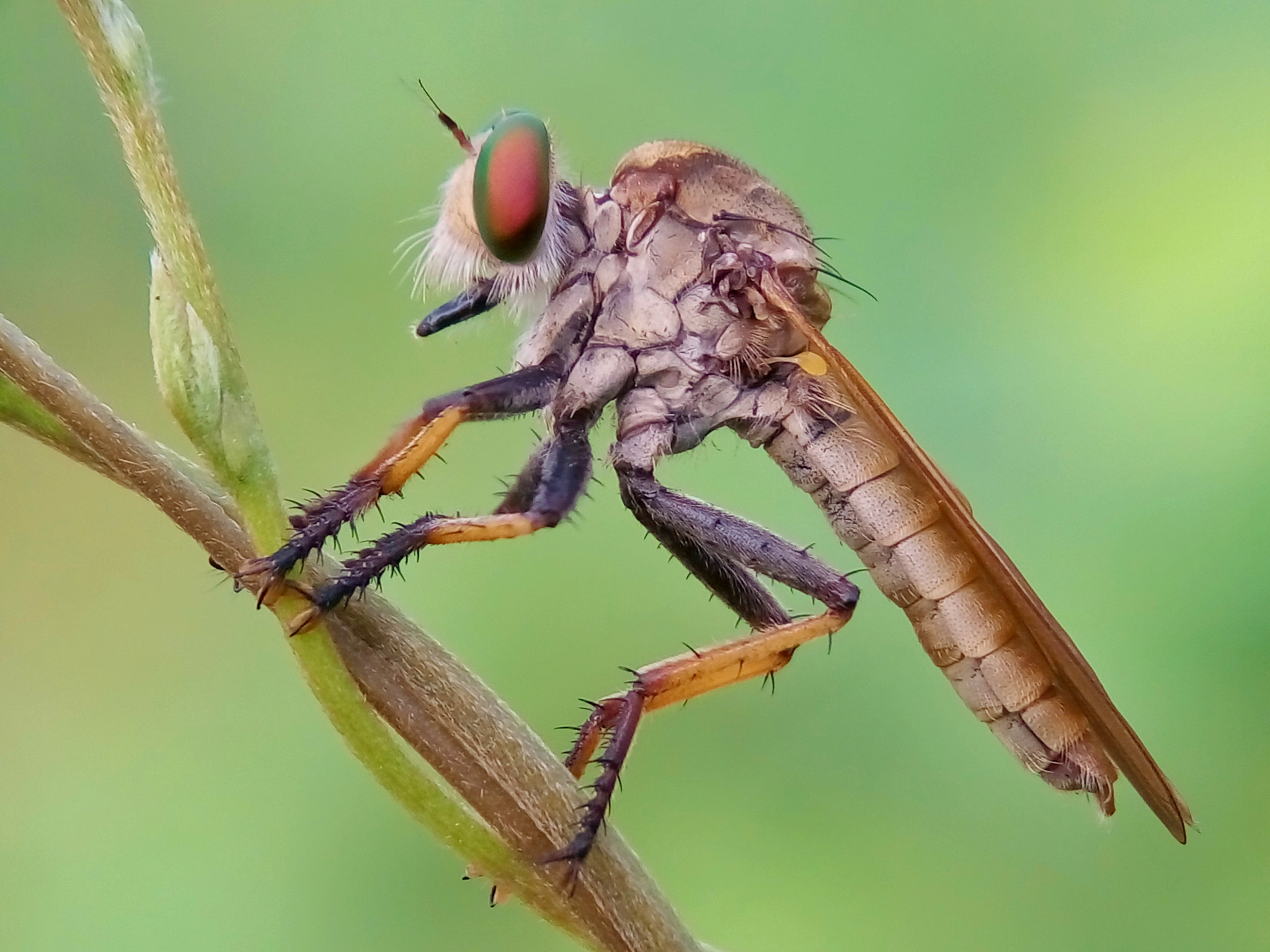 Meizu m2 sample photo. Robber fly photography