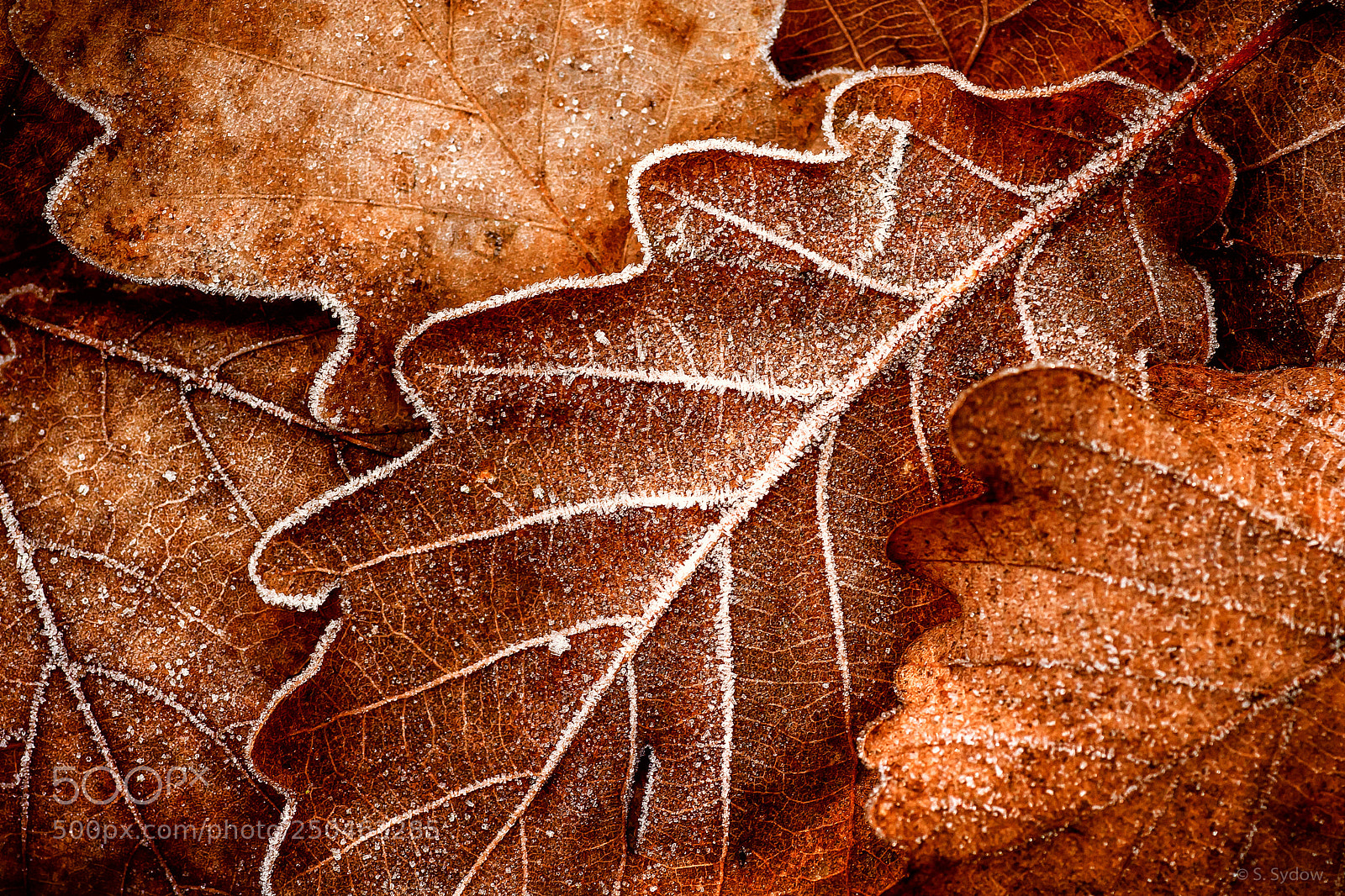 Canon EOS 500D (EOS Rebel T1i / EOS Kiss X3) sample photo. Frozen leaves photography