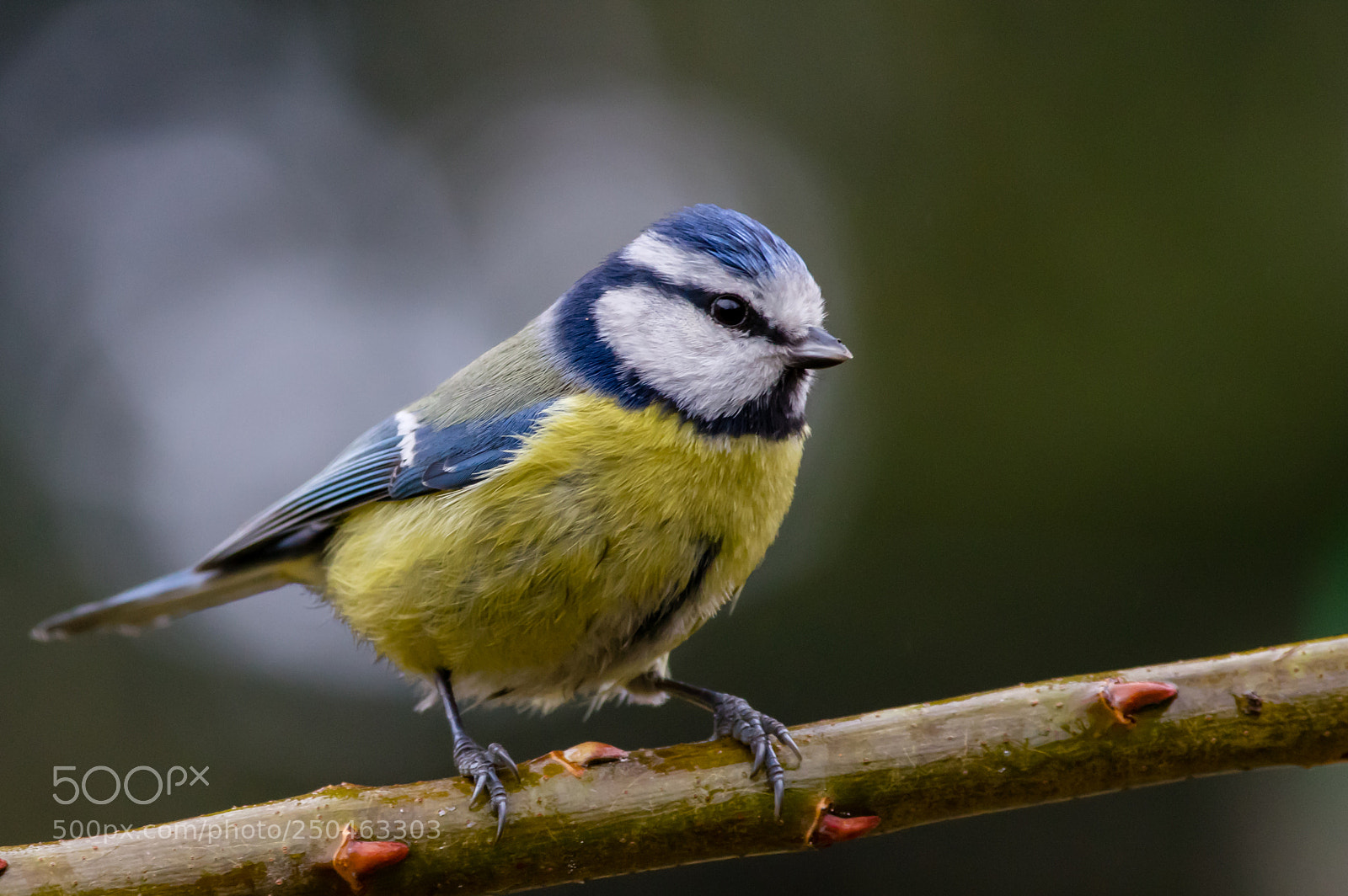 Pentax K-3 sample photo. Blue tit photography