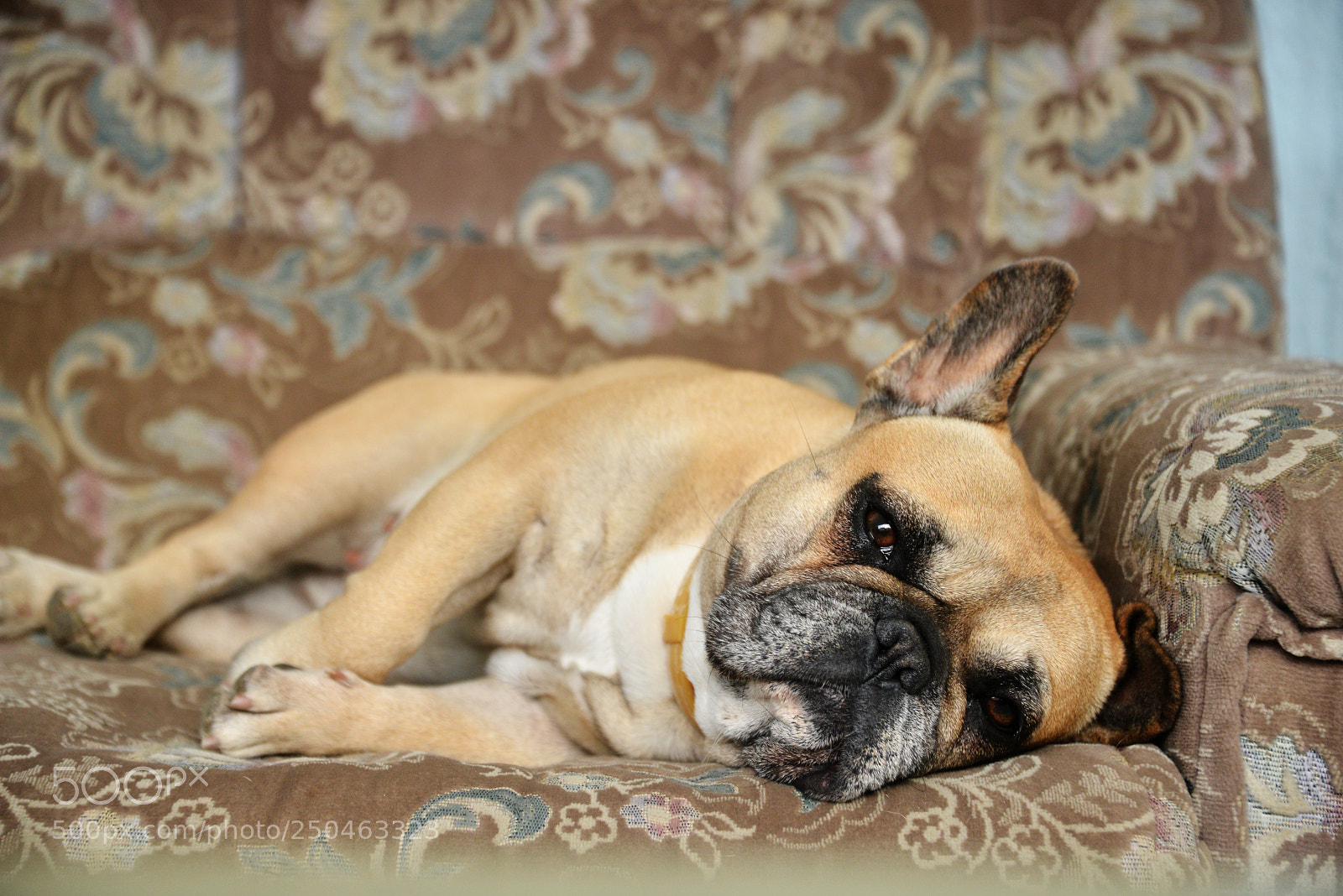 Nikon D800 sample photo. French bulldog photography
