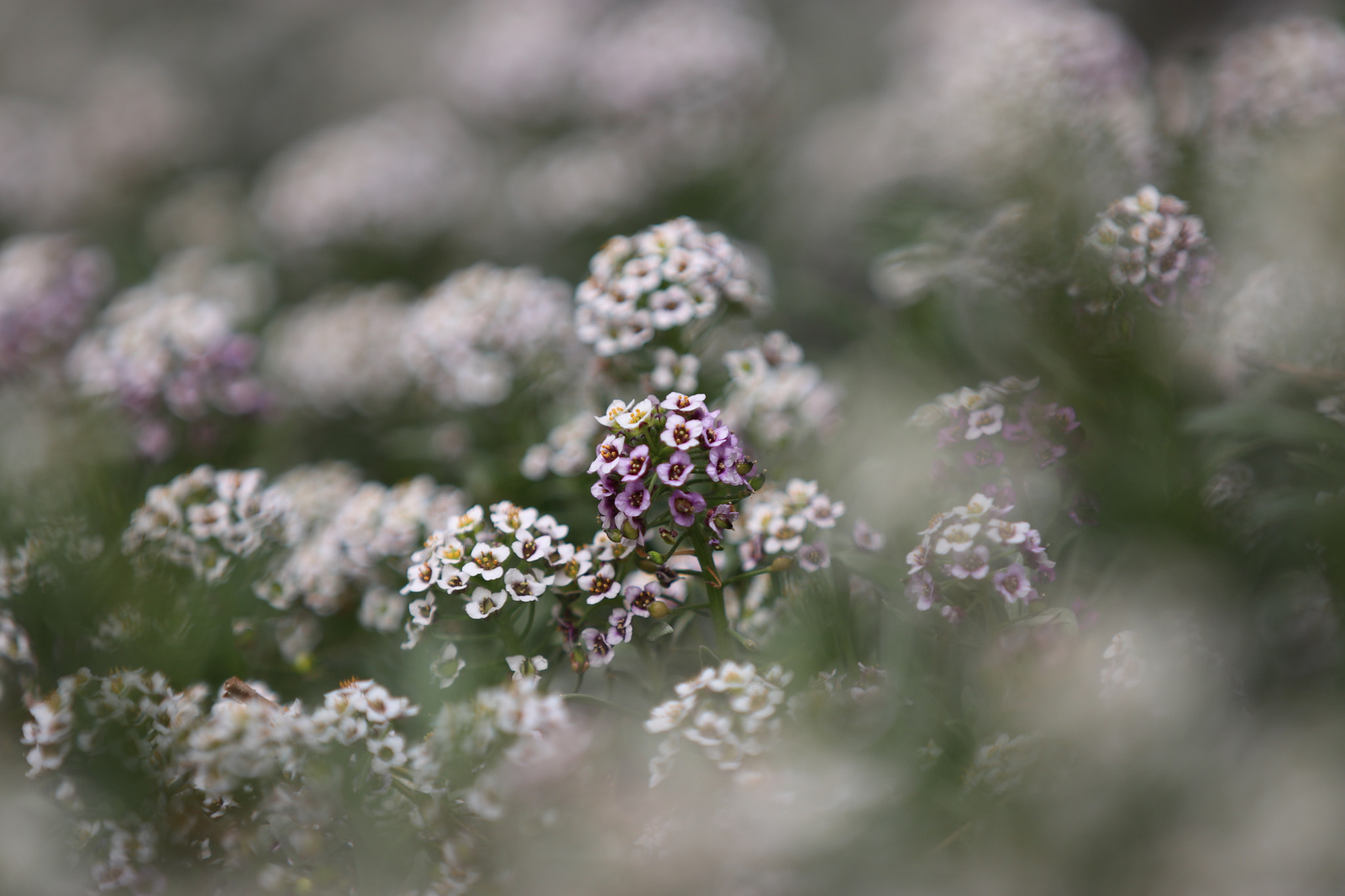 Canon EF 70-200mm F2.8L IS II USM sample photo. Img photography